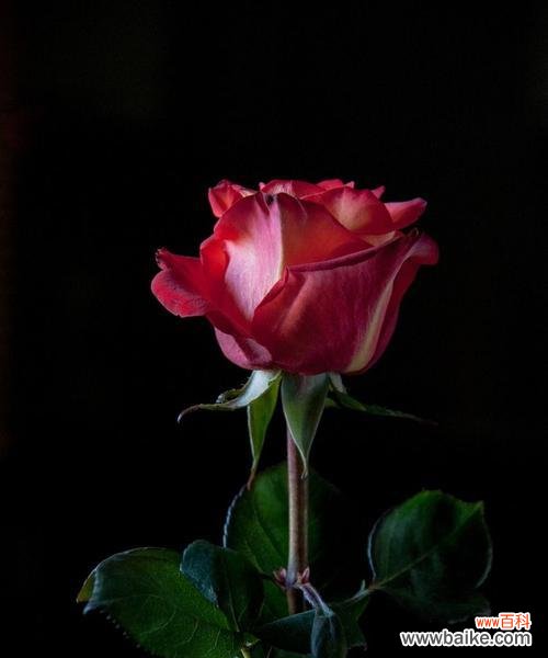 黑色玫瑰 黑色玫瑰的花语及其深层寓意