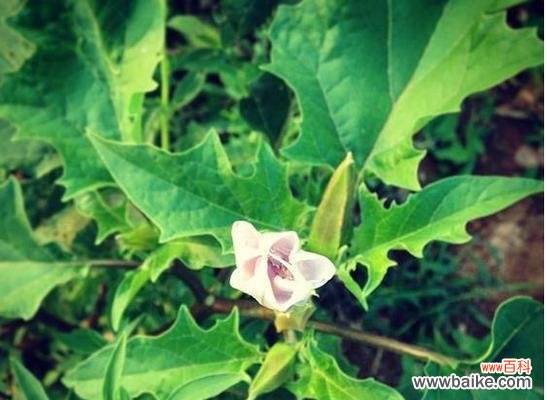 黑色曼陀罗花语解读及其象征意义 黑色曼陀罗的花语之神秘与魅力