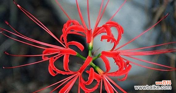 黑色曼陀罗花语解读及其象征意义 黑色曼陀罗的花语之神秘与魅力