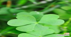 寓意丰富 三叶草的含义与花语