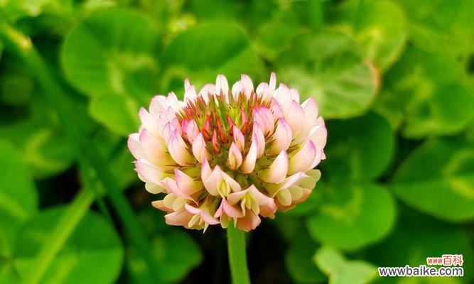 祝福与好运的象征 三叶草的花语与寓意