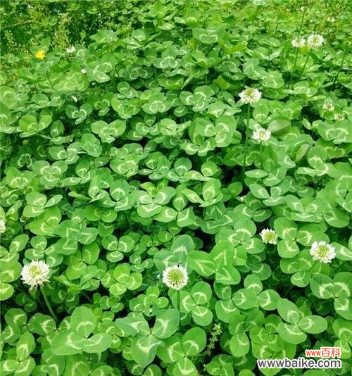 探寻三叶草背后的象征意义 三叶草的花语