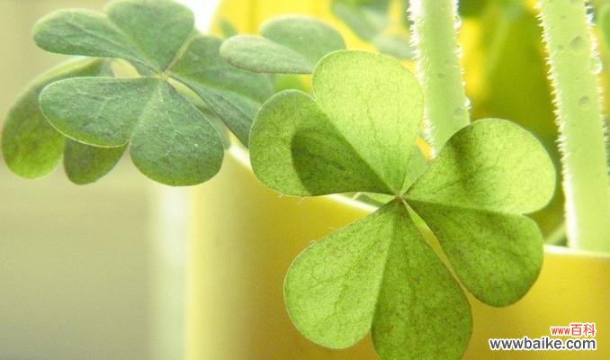 探寻三叶草的幸运之源 三叶草的寓意与象征意义