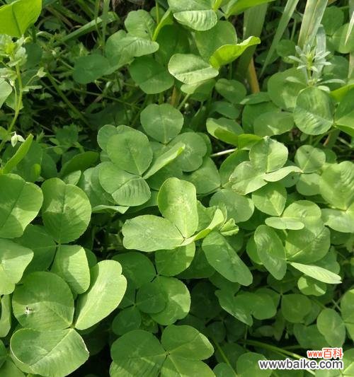 解读三叶草的吉祥寓意与神秘传说 三叶草花语的含义与传说