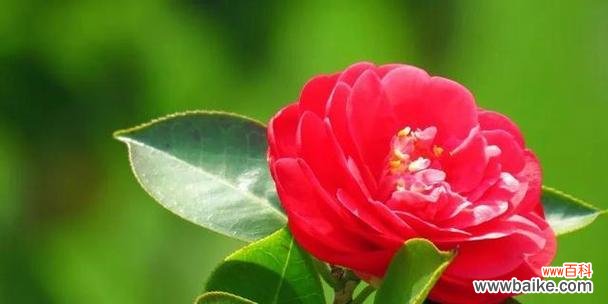 赏心悦目的花海中隐藏的深情秘密 山茶花的花语