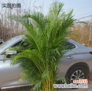 从花语到文化 散尾葵的寓意与象征意义