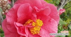 探究山茶花的象征意义与传说 山茶花的花语与寓意