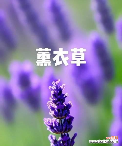 花语为光的花是什么?有哪些代表性的花卉?