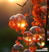 花语为光的花是什么？有哪些代表性的花卉？