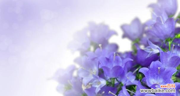 野蓝铃的花语有何深意?它象征着什么?