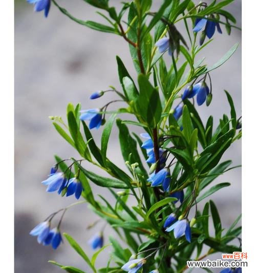 野蓝铃的花语有何深意?它象征着什么?