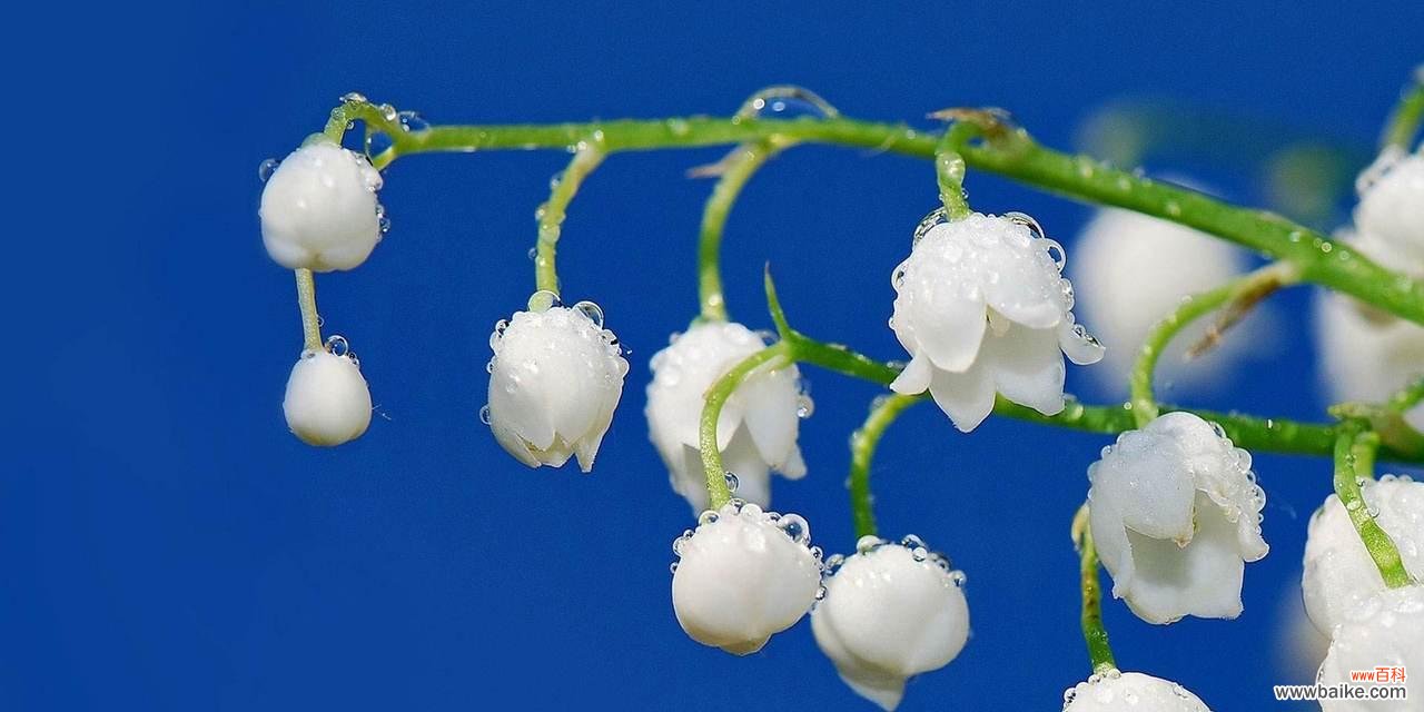 绿之铃的花语是什么?它在花语中代表什么?