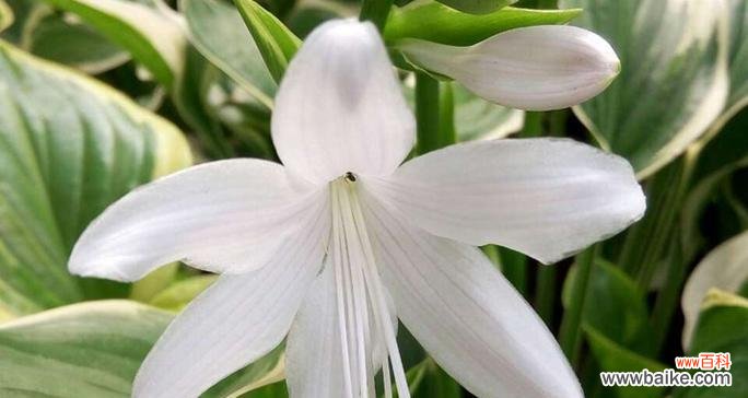 绿之铃的花语是什么?它在花语中代表什么?