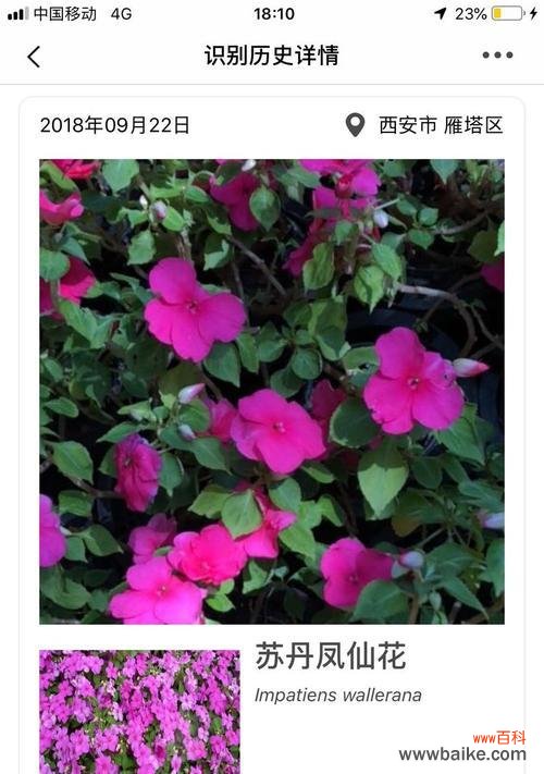 何氏凤仙的花语是什么?它在花语中有什么含义?