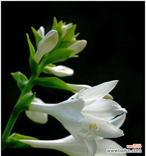 迎卷花的花语有哪些含义?它象征着什么?