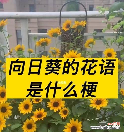 花语是丑的花有哪些？它们的花语代表什么？