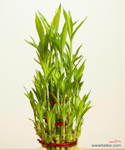 花语是丑的花有哪些？它们的花语代表什么？