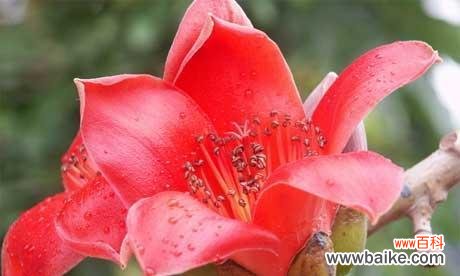 鸡金草的花语是什么?它在花语中有什么寓意?