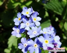 不凋花的花语有何特别之处？它象征着什么？