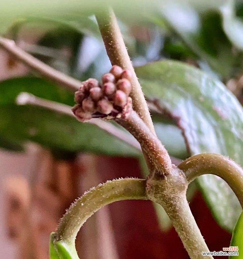 心形球兰花语是什么?它在花语中代表什么?