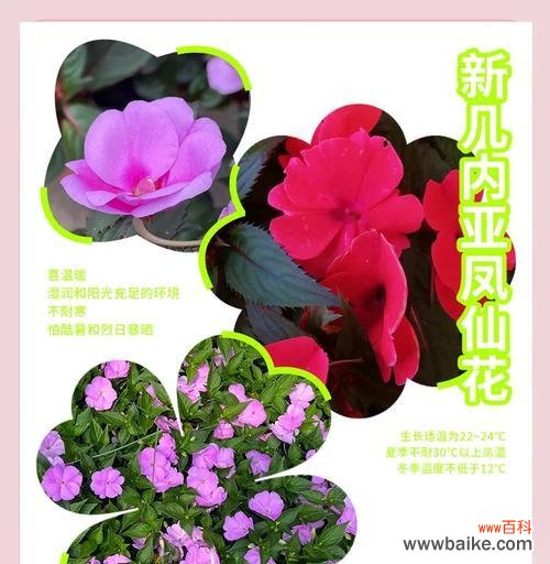 玫瑰凤仙的花语是什么?它在花语中象征着什么?