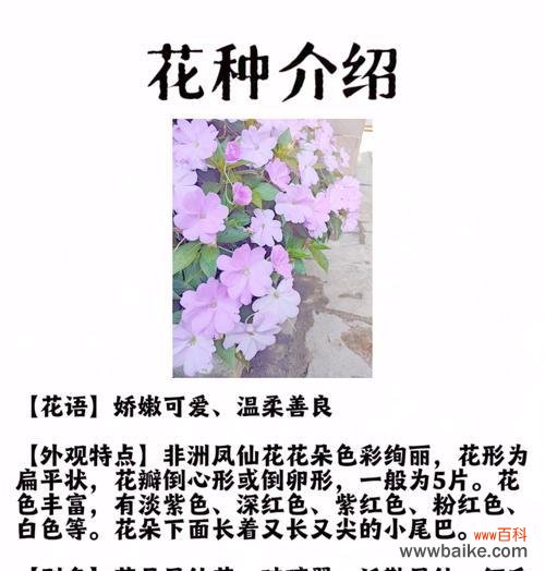 玫瑰凤仙的花语是什么?它在花语中象征着什么?