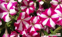 美蕊花的花语是什么？它代表了哪些含义？