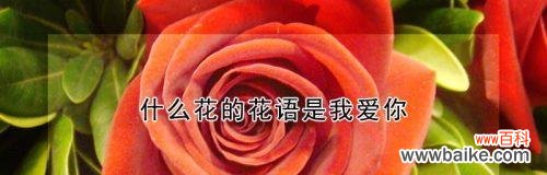 美蕊花的花语是什么？它代表了哪些含义？