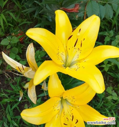 日本花语百合是什么?它在花语中有什么特别之处?