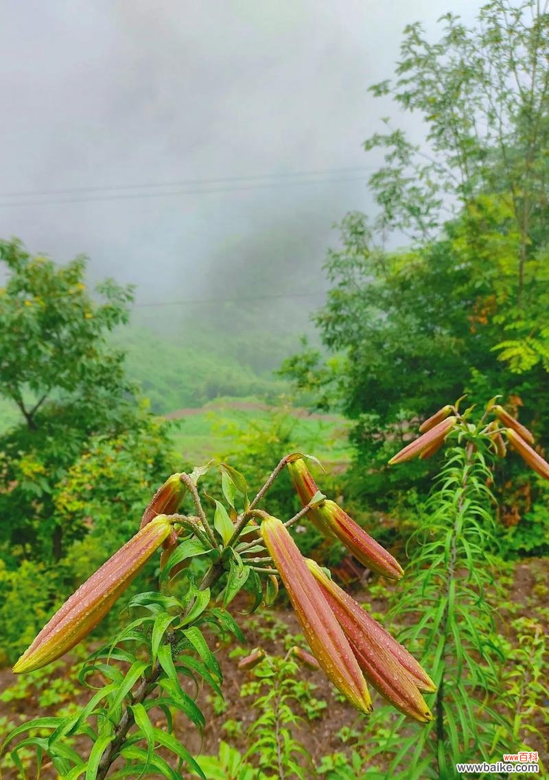日本花语百合是什么?它在花语中有什么特别之处?