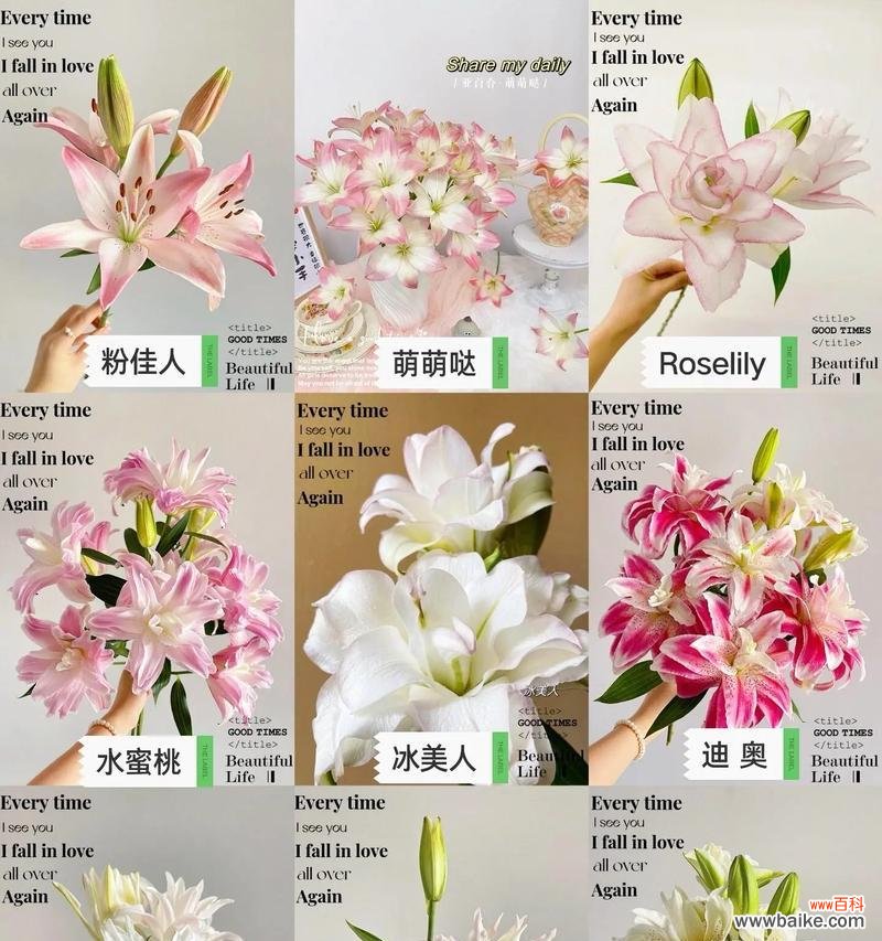 日本花语百合是什么?它在花语中有什么特别之处?