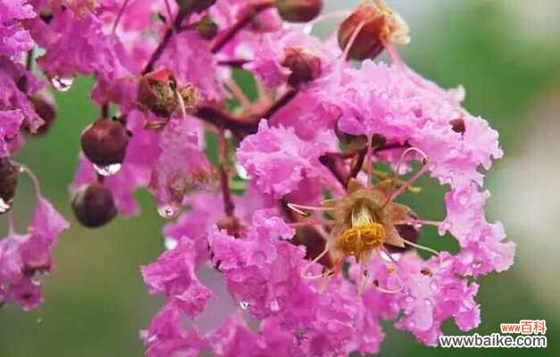 穿越大唐花语是什么？它象征着什么？