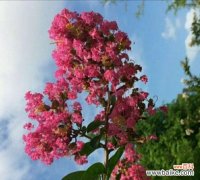 穿越大唐花语是什么？它象征着什么？