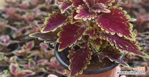 探索彩叶草的花语与寓意,解读自然之美 彩叶草