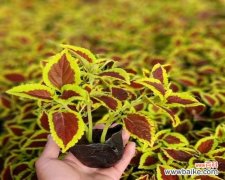 探索彩叶草的花语与寓意，解读自然之美 彩叶草