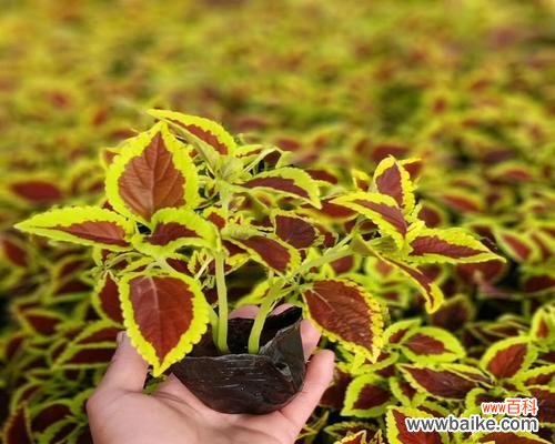 探索彩叶草的花语与寓意,解读自然之美 彩叶草