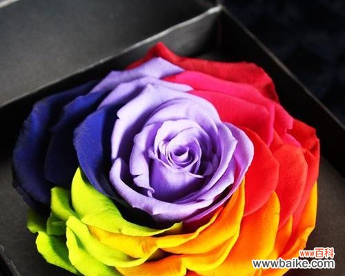 缤纷多彩的爱与希望 彩虹玫瑰的花语及寓意