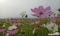 解读波斯菊的花语和象征意义 以波斯菊的花语是什么？