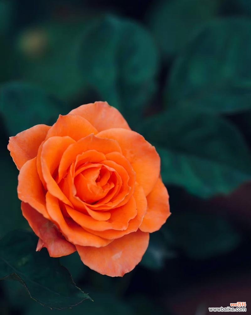 揭秘橙色月季花的神秘力量和魅力 橙色月季花的象征意义与传说