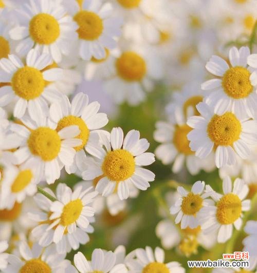 用小雏菊传递向往未来的勇气与信心 小雏菊的花语——坚持与希望的象征