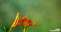 探寻大花萱草的意义与象征 大花萱草的花语与寓意