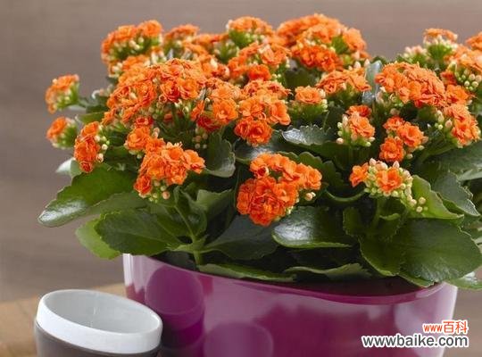 悠久生命的象征,长寿花的魅力与奥秘 长寿花——探寻花语、功效与价值