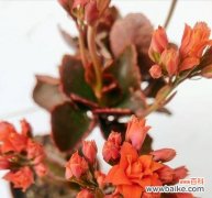 悠久生命的象征，长寿花的魅力与奥秘 长寿花——探寻花语、功效与价值