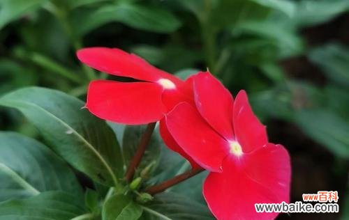 长春花的花语和寓意 长春花