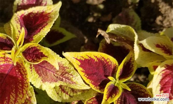 以彩叶草为主题的花语探究 彩叶草的花语