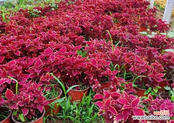 以彩叶草为主题的花语探究 彩叶草的花语