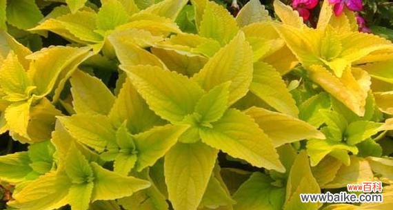 以彩叶草为主题的花语探究 彩叶草的花语