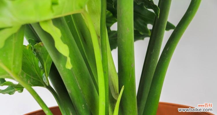 揭秘春羽花语的神秘面纱 春羽之花语与寓意