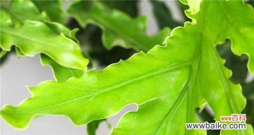 揭秘春羽花语的神秘面纱 春羽之花语与寓意