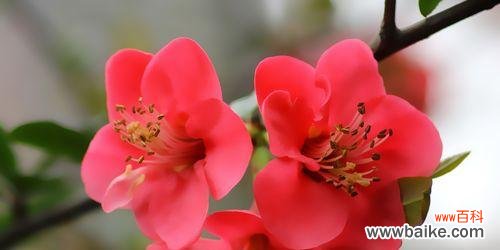 春日花海，美不胜收 春天花开，芬芳四溢